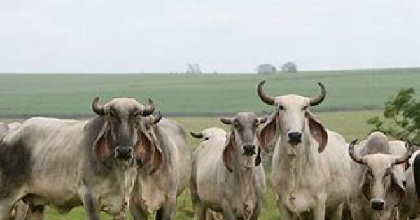 Brazil planning beef exports of three million tons by 2030